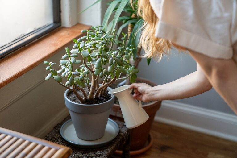 Simple Tips for Keeping Your Houseplants Healthy